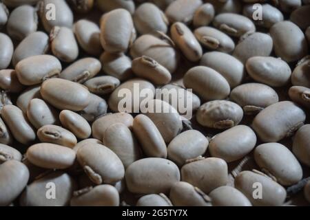 Velvet bean seed holding by hand. Indonesian call velvet bean with benguk and sometime use as tempe Stock Photo