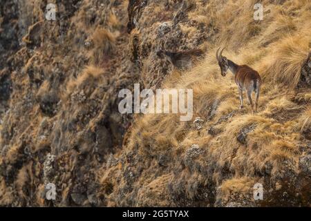 Walia Ibex - Capra walie, beautiful endemic ibex from Simian mountains, Ethiopia. Stock Photo