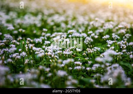 Mecsek, Hungary - Field of white wild garlic flowers (Allium ursinum or Ramsons) blooming in the forest of Mecsek at springtime with selective focus, Stock Photo