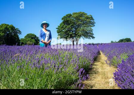 BANSTEAD, SURREY, UK - JUNE 30 : Lady standing in a Lavender field in Banstead Surrey on June 30, 2015. Unidentified people Stock Photo