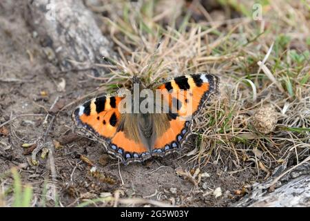 Small tortoise shell butterfly at rest with wings open on coast path Stock Photo