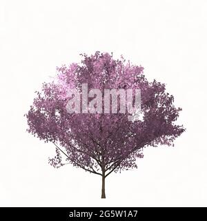 Sakura tree isolated on white. Simple vector illustration. Color vector simple illustration.  Stock Vector