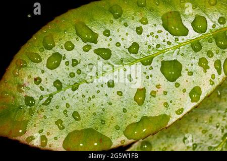 Green leaf with raindrops, UK, spring. Stock Photo