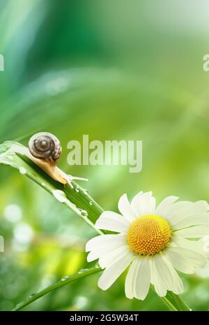 A small snail in the rays of the sun in drops of water on the green grass is crawling. Nature after the rain. Beautiful natural summer or spring backg Stock Photo