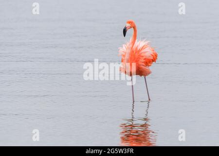 American or Caribbean flamingo (Phoenicopterus ruber) walking in water with reflection, lake Goto, Bonaire, Dutch Caribbean. Stock Photo