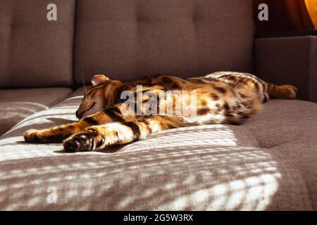 Bengal cat lying on sofa and resting. Stock Photo