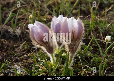 Two Spring pasqueflowers blooming in early spring on an alpine meadow Stock Photo