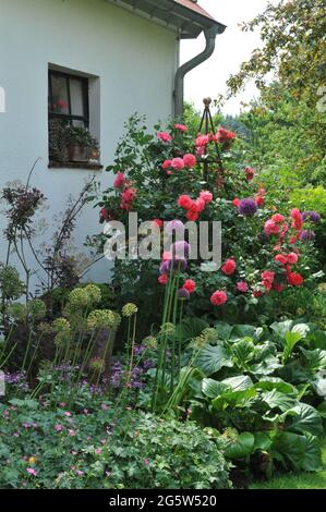 KLEVE, GERMANY - 3 JUNE 2016: A pink climbing rose on an obelisk and violet leek bloom in the Imig-Gerold Garden Stock Photo