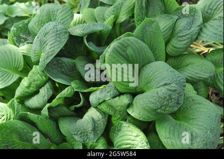 Hosta Edge of Night with large bluish green rugose leaves grows in a garden in May Stock Photo