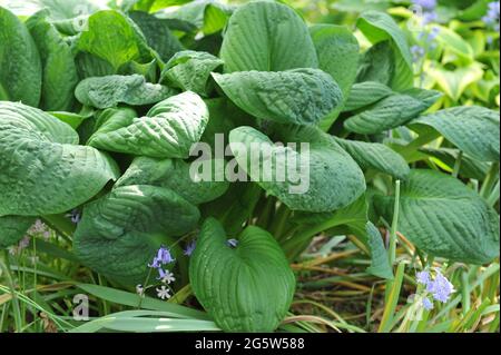 Hosta Edge of Night with large bluish green rugose leaves grows in a garden in May Stock Photo