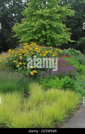 HAMM, GERMANY - 19 JULY 2015: Autumn moor-grass (Sesleria autumnalis) and Inula magnifica Sonnenstrahl in a flower border in the Maximilianpark Stock Photo