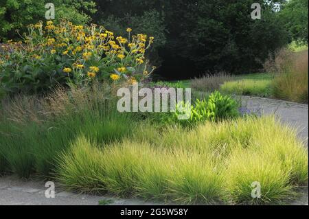 HAMM, GERMANY - 24 JULY 2016: Autumn moor-grass (Sesleria autumnalis) and Inula magnifica Sonnenstrahl in a flower border in the Maximilianpark Stock Photo
