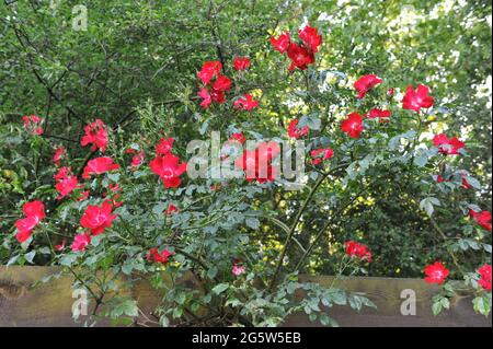 Red climbing Hybrid Kordesii rose (Rosa) Dortmund blooms in a garden in June Stock Photo