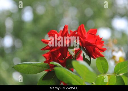 Red climbing Hybrid Kordesii rose (Rosa) Dortmund blooms in a garden in June Stock Photo