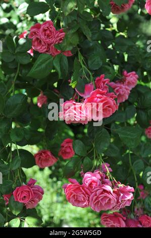 Pink Large-Flowered Climber rose (Rosa) Etude blooms in a garden in June Stock Photo