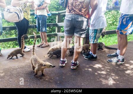 IGUACU, BRAZIL - FEB 5, 2015: Coatis among tourists at Iguacu (Iguazu) falls on a border of Brazil and Argentina