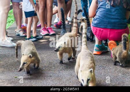 Coatis among tourists at Iguacu (Iguazu) falls on a border of Brazil and Argentina
