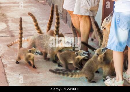 Coatis among tourists at Iguacu (Iguazu) falls on a border of Brazil and Argentina
