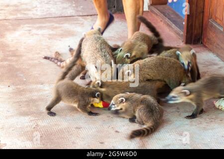 Coatis among tourists at Iguacu (Iguazu) falls on a border of Brazil and Argentina
