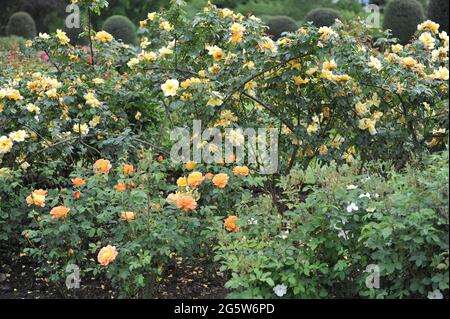 Orange-yellow climbing rose (Rosa) Maigold blooms in a garden in May Stock Photo