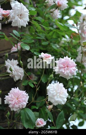 Pink climbing Polyantha rose (Rosa) Mlle Cecile Brunner blooms on a wooden pergola in a garden in May Stock Photo