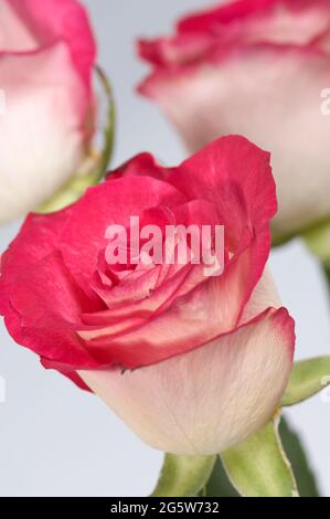 Close up of bicoloured cream with pink edge rose known as Rose Monique ...