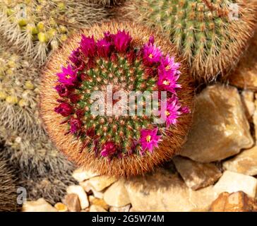 Mammillaria spinosissima, spiny pincushion cactus in flower, natural plant portrait Stock Photo