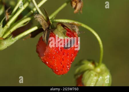 Close up strawberry with a hole eaten by slugs and a woodlouse. Dutch garden. June Stock Photo