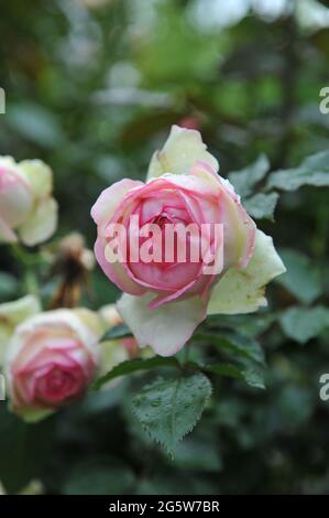 Pink Large-Flowered Climber rose (Rosa) Pierre de Ronsard blooms in a garden in August Stock Photo