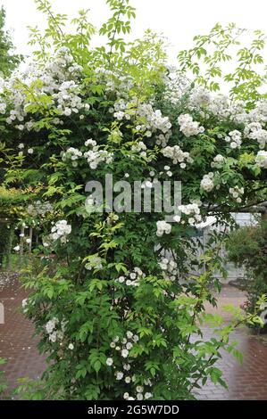 White climbing Hybrid Multiflora rose (Rosa) Rambling Rector blooms in a garden in June Stock Photo