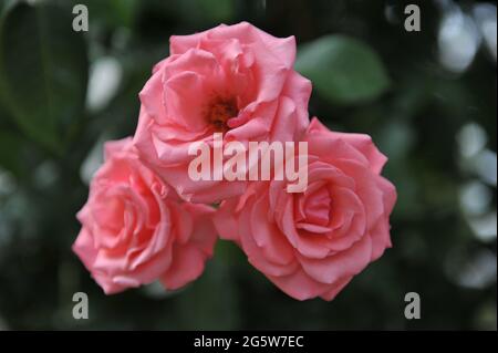 Pink Large-Flowered Climber rose (Rosa) Ramira blooms in a garden in July Stock Photo