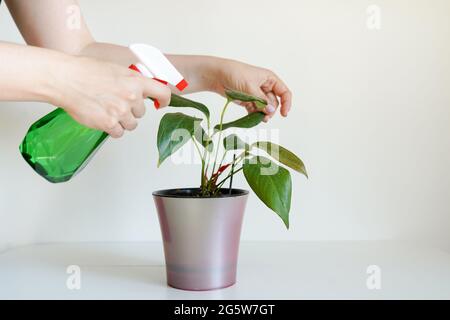 Woman hands spraying leaves of green plant with water. Taking care of indoor home plants Stock Photo