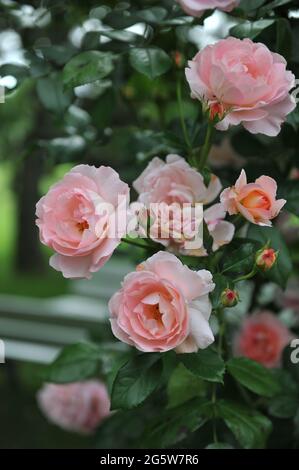 Pink Large-Flowered Climber rose (Rosa) Sorbet blooms in a garden in June Stock Photo