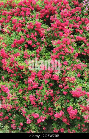 Red Large-Flowered Climber rose (Rosa) Super Excelsa blooms in a garden in June Stock Photo