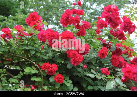 Red climbing shrub rose (Rosa) Will Scarlet blooms in a garden in June Stock Photo