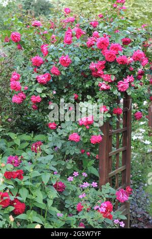 Red Large-Flowered Climber rose (Rosa) Flammentanz blooms on a wooden arch in a garden in June Stock Photo