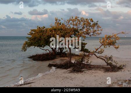 Black Mangrove, Avicennia germinans, at low tide revealing pneumatophore roots. Stock Photo