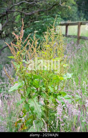 Wild Broad leaved Dock (Rumex Obtisufolius) in the Birtish countryside. A weed of farmland seen here in mid summer. Stock Photo