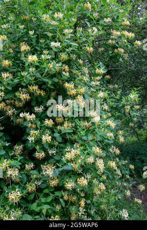 Wild climbing Honeysuckle (Lonicera Periclymenum) in the English countryside in late June. Stock Photo