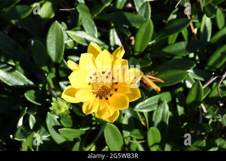 A close up of a yellow gazania rigens flower, sometimes known as a treasure flower, with deep green leaves in the background. Stock Photo