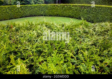 evergreen thuja hedge close-up of twigs and living fence of arborvitae bushes curve, backyard garden landscape with green lawn, nobody. Stock Photo