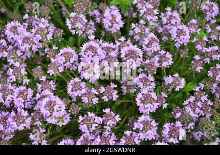 Thymus serpyllum or creeping thyme as a floral background. Aromatic and honey plant. Stock Photo
