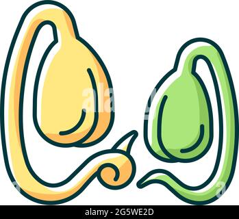 Soy sprouts RGB color icon Stock Vector