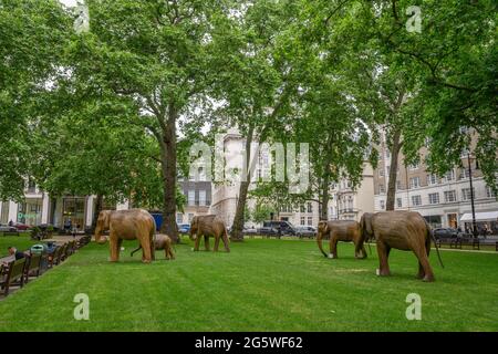 Berkeley Square, London, UK. 30 June 2021. CoExistance Elephant herd continues its trek through London Parks and green spaces, a group of the animals in Berkeley Square, Mayfair, created from strips of the weed lantana camara and the installation part of an ongoing collaboration between two nonprofit organizations, CoExistence and Elephant Family. Credit: Malcolm Park/Alamy Live News Stock Photo