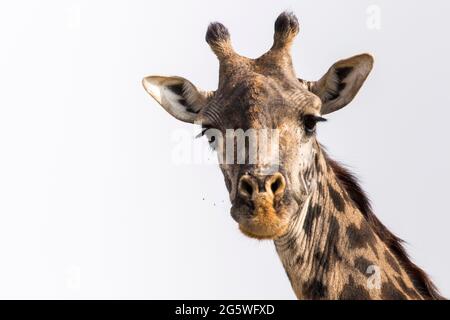 close up of giraffe head and flies in the greater mara conservancies, kenya Stock Photo