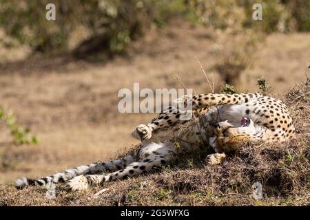 Smiling cheetah relaxing in the Greater Mara Conservancies, Kenya Stock Photo