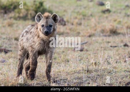 Young hyena walking in the greater mara conservancies, kenya Stock Photo