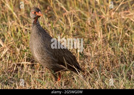 Red-necked Spurfowl in the greater mara conservancies, kenya Stock Photo