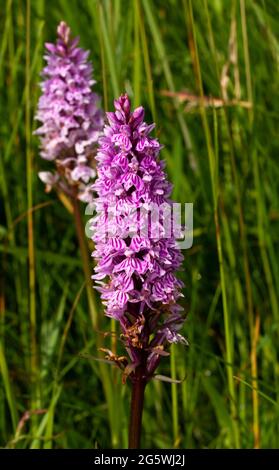 The Common Spotted Orchid is widespread and highly variable in colour and in some cases the leaves are not spotted. There are many sub-species Stock Photo