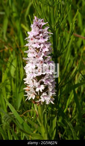 The Common Spotted Orchid is widespread and highly variable in colour and in some cases the leaves are not spotted. There are many sub-species Stock Photo